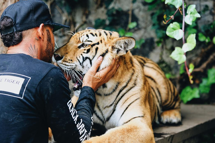 Nichts als Liebe: Lewis Hamilton und die Raubkatzen der «Black Jaguar-White Tiger Foundation» 