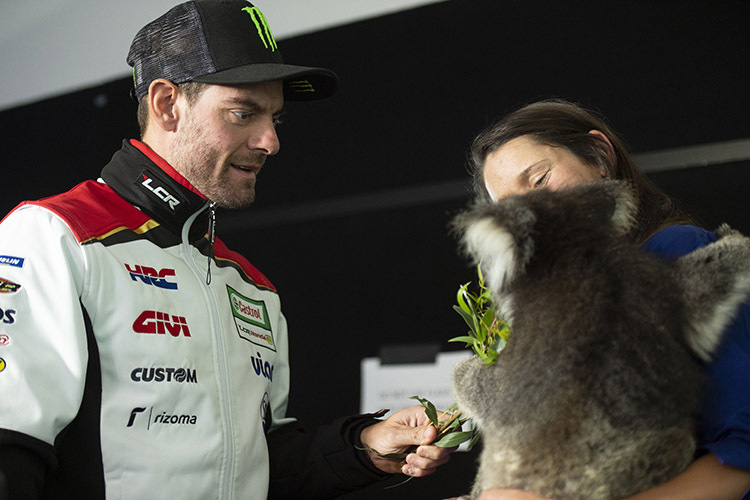 Cal Crutchlow heute auf Phillip Island beim Füttern eines Koalas