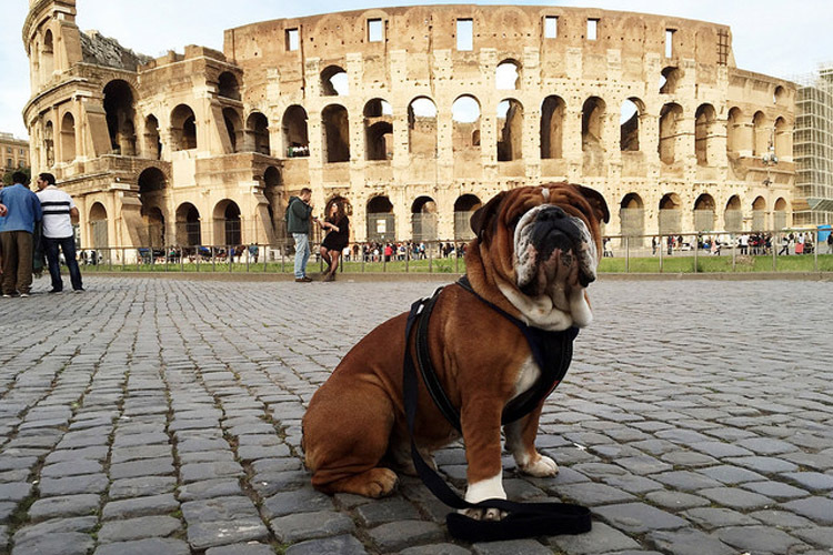Lewis Hamiltons Bulldogge Roscoe vor dem Kolosseum in Rom