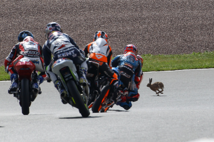 Ungebetener Besuch während des Moto3-Trainings in Sachsen