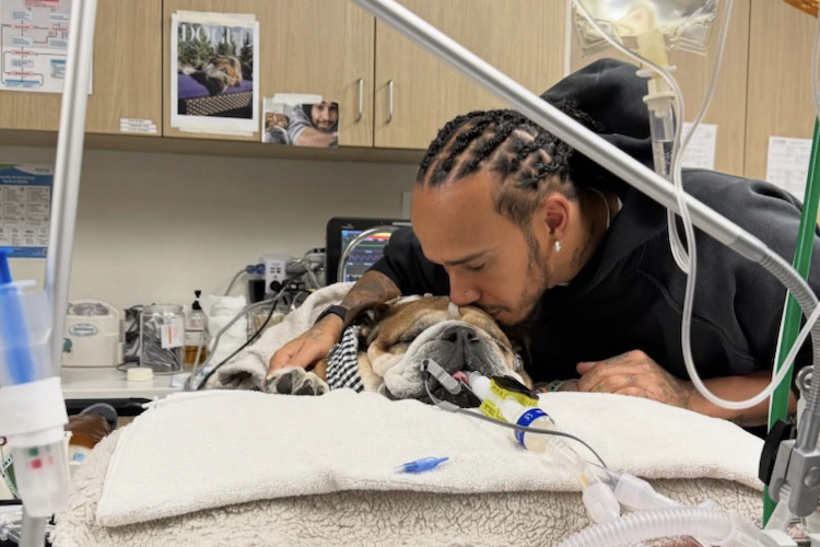 Lewis Hamilton besucht seinen Hund Roscoe im Krankenhaus