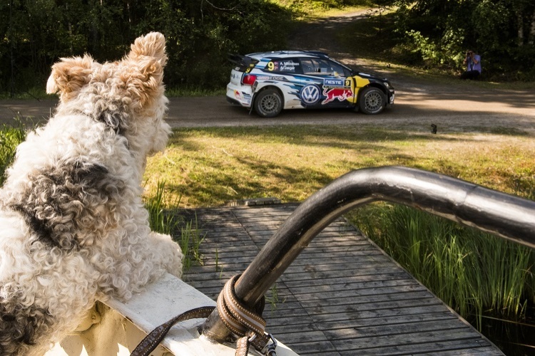 Auch Hunde interessieren sich in Finnland für Rallyes