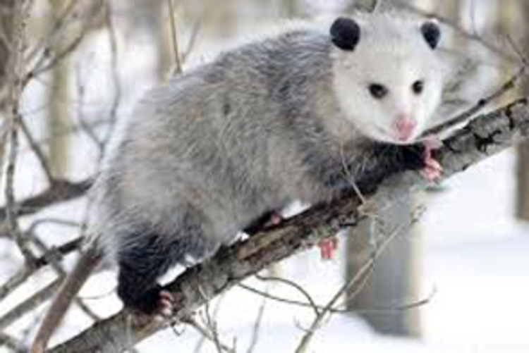 So sieht ein Opossum aus