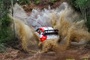 Elfyn Evans in einer Wasserdurchfahrt