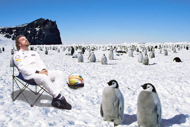 Wäre Alonso lieber bei den Pinguinen?