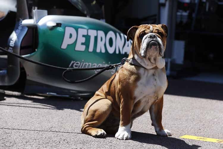 Ein Wachhund für den F1 von Lewis Hamilton