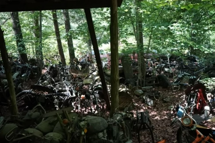 Ein Wald voller Motorräder, gut abgehangen