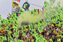 Die Kulisse war schon beim ersten Misano-GP gelb