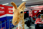Wilde Tiere in Hockenheim