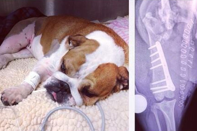 Lewis Hamiltons Bulldogge Coco erholt sich von der Operation