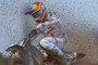 Kay de Wolf gewann den Grand Prix of Finland mit Siegen in allen 3 Rennen