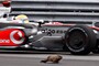 Lewis Hamilton trifft ein Murmeltier