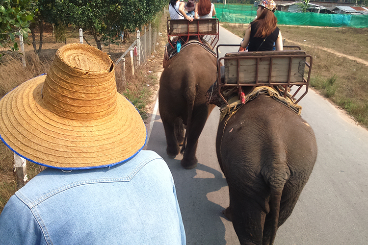 Elefanten – mehr als eine Touristenattraktion