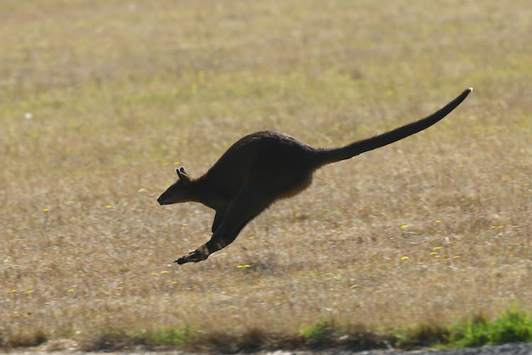 Auch Kängurus können auf Phillip Island die Piste kreuzen 