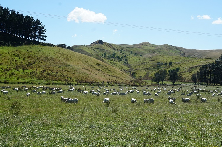 Gibt es in Neuseeland natürlich auch: Grasland, auf dem Tausende Schafe weiden