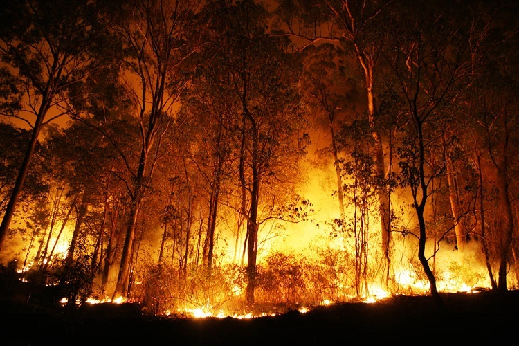 Buschbrände gefährden Rallye Australien