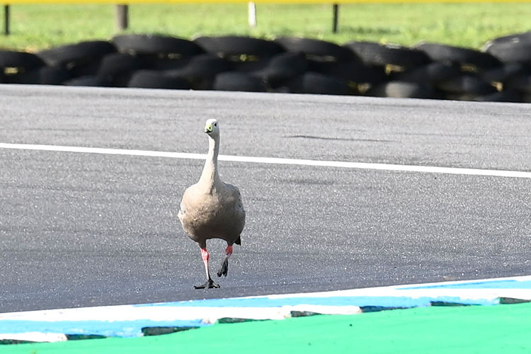 Diese Cape Barren Goose stolzierte im Moto3-Training am Samstag über die Piste. Sie wird ist auf dem besten Weg zu einem «track limits»-Warning. 