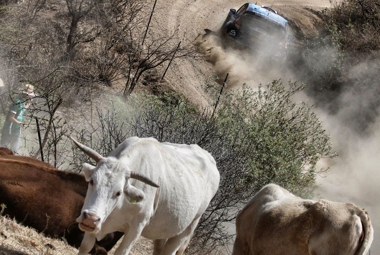 Kühe und Rallyeautos in Mexiko