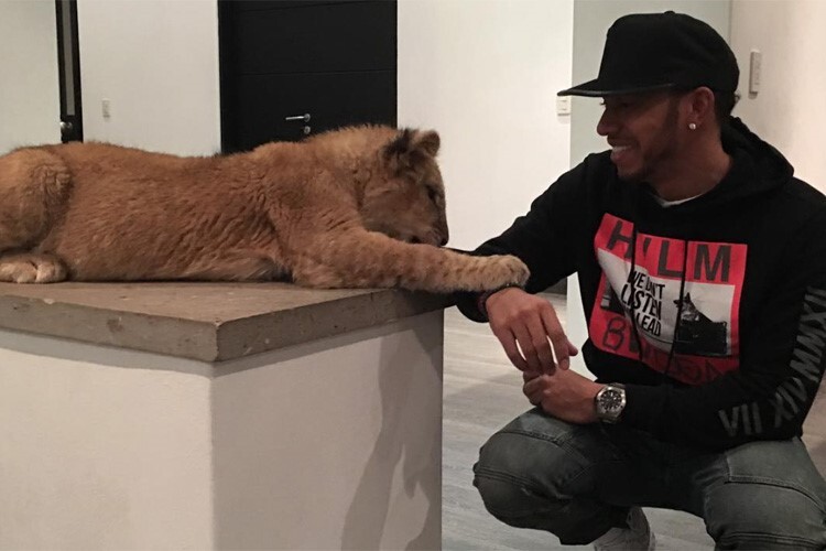 Lewis Hamilton will mehr mit Tieren arbeiten