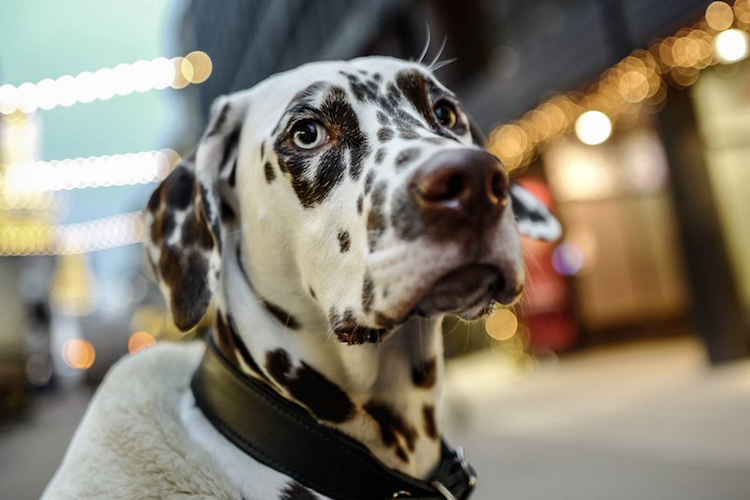 Die Dalmatiner-Hündin erfreute sich bei der Mercedes-Feier grosser Beliebtheit