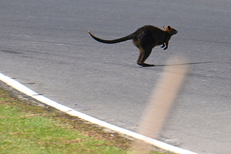 «Roadkill» ist ein Problem in Australien: Ein Wallaby auf der GP-Piste 