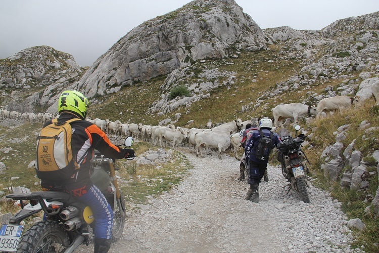 Kühe haben Vortritt auf dem Zubringerstrassen zu den Alpen