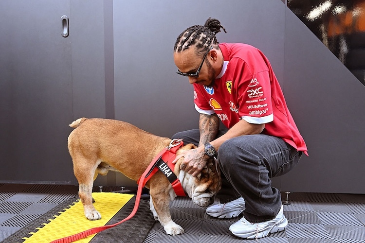 Lewis Hamilton brachte Roscoe gerne bei seinem Heim-GP in Silvestone mit an die Strecke