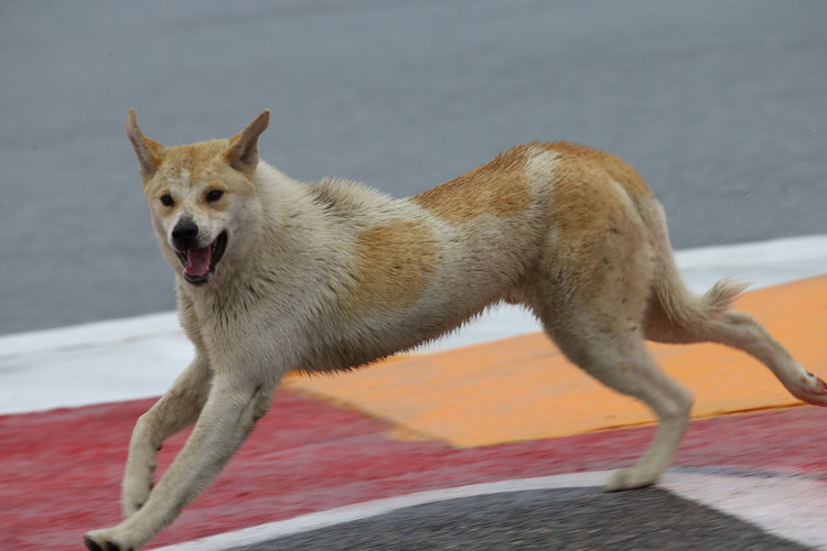 Weil dieser Hund am Freitag im MotoGP-FP1 die Strecke besichtigte, wurde abgebrochen