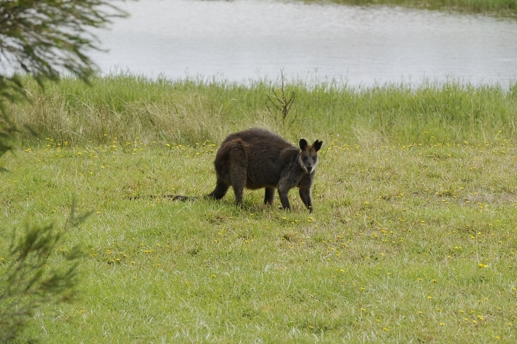 Australisches Wallaby