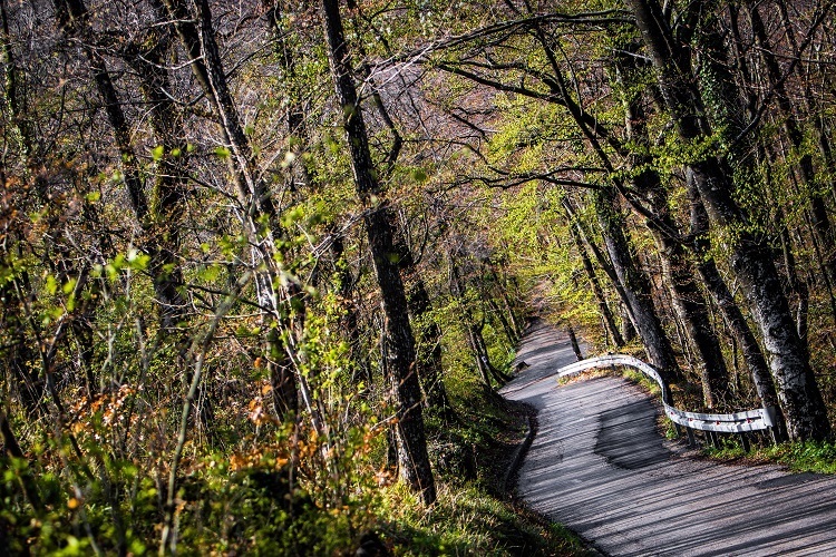 Auch schmale Waldwege gehörten zur Rallye Kroatien