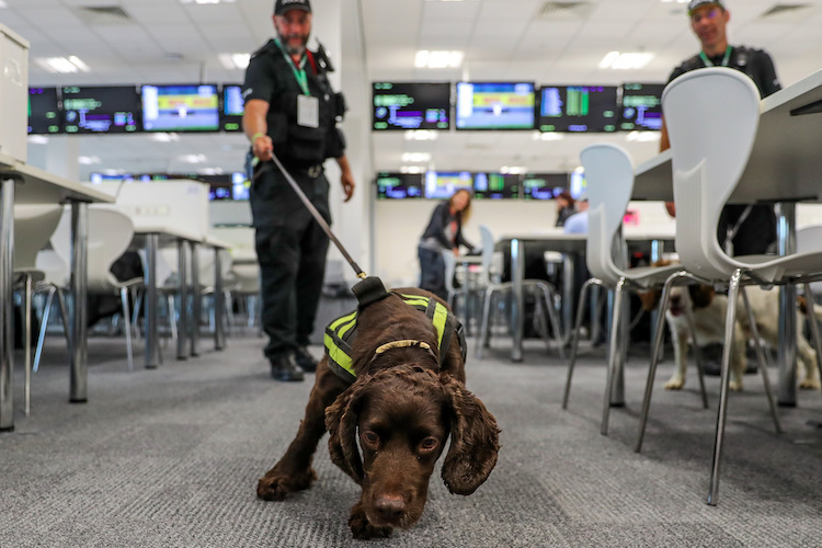 Besuch eines Spürhunds, hier im Pressezentrum der Silverstone-Rennstrecke