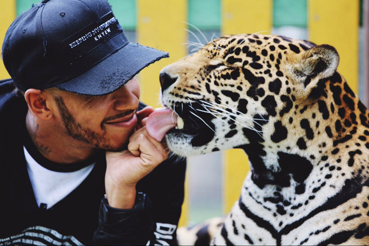 Lewis Hamiltons Besuch bei den Raubkatzen sorgt für rote Köpfe bei dem Tierschützern 