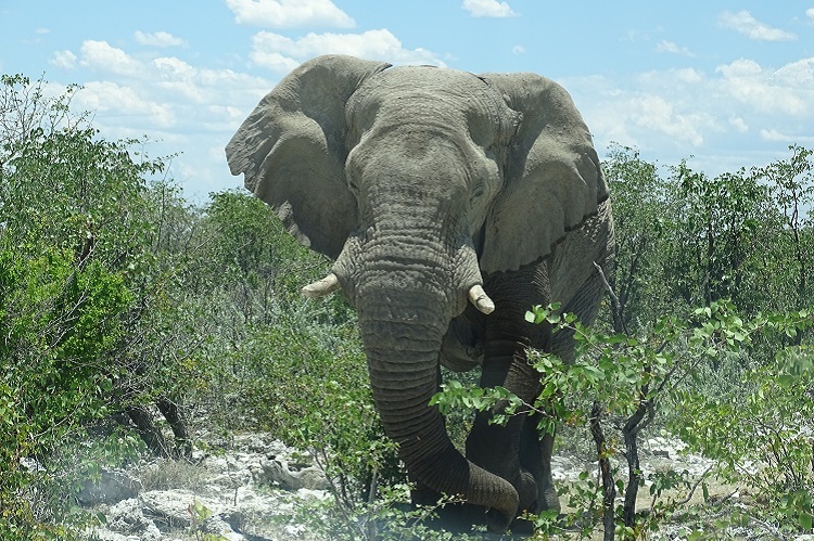 Auf den Safaris in den Nationalparks erlebt man die Tierwelt Afrikas hautnah  
