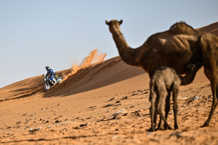 Auf Kamele trifft ein Dakar-Pilot immer wieder