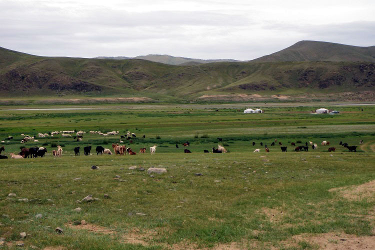 Noch heute leben viele Mongolen in Jurten und ziehen mit ihren Herden zu entlegenen Weideplätzen