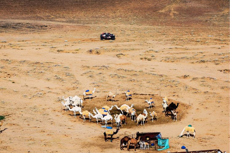 Kamele oder Dromedare? Keine Zeit zum Nachschauen hatten die Dacia-Piloten Nasser Al-Attiyah und Edouard Boulanger