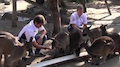 F1 2016 Sauber - Marcus und Felipe finden BFFs im Melbourne-Zoo