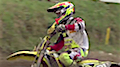 Motocross-WM 2016 Tschechien - Best Moments MX2